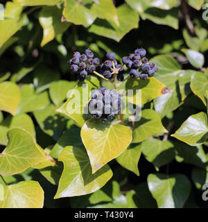 Ivy Beeren und Blätter von Efeu Pflanzen in Nahaufnahme. Das Foto wurde an einem sonnigen Frühlingstag in Nyon, Schweiz übernommen. Bunt closeup. Stockfoto