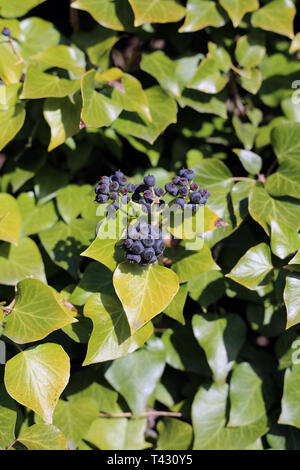 Ivy Beeren und Blätter von Efeu Pflanzen in Nahaufnahme. Das Foto wurde an einem sonnigen Frühlingstag in Nyon, Schweiz übernommen. Bunt closeup. Stockfoto