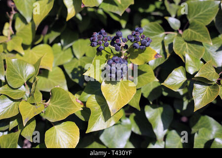 Ivy Beeren und Blätter von Efeu Pflanzen in Nahaufnahme. Das Foto wurde an einem sonnigen Frühlingstag in Nyon, Schweiz übernommen. Bunt closeup. Stockfoto