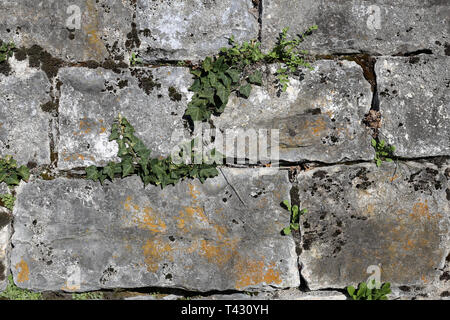 Grau und Braun mittelalterliche Stil Kachel Wand mit schönen frischen Efeu Pflanzen wachsen. Schönen Hintergrund Textur mit rustikalen Vibes. Stockfoto