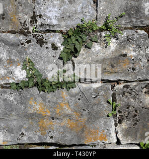 Grau und Braun mittelalterliche Stil Kachel Wand mit schönen frischen Efeu Pflanzen wachsen. Schönen Hintergrund Textur mit rustikalen Vibes. Stockfoto