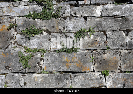 Grau und Braun mittelalterliche Stil Kachel Wand mit schönen frischen Efeu Pflanzen wachsen. Schönen Hintergrund Textur mit rustikalen Vibes. Stockfoto