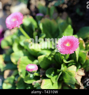 Rosa Chrysanthemen Die Zustellung der Blumen in einer Nahaufnahme Bild an einem sonnigen Frühlingstag in Nyon, Schweiz übernommen. Auf diesem Foto sehen Sie mehrere Chrysanthemen. Stockfoto