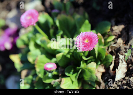 Rosa Chrysanthemen Die Zustellung der Blumen in einer Nahaufnahme Bild an einem sonnigen Frühlingstag in Nyon, Schweiz übernommen. Auf diesem Foto sehen Sie mehrere Chrysanthemen. Stockfoto