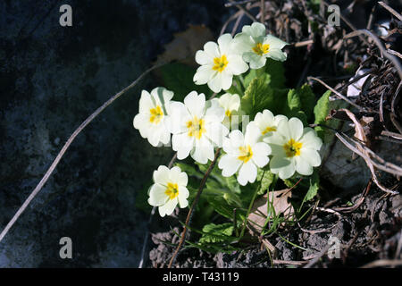 Wenig natürliche weiße Blüten mit Orange Centers fotografiert in der Schweiz während der sonnigen Frühlingstag. Schön, hübsch blühenden Blumen! Stockfoto