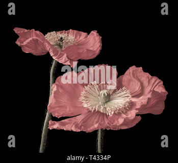 Florale Kunst Stillleben Pastelltönen Makro einer ein paar rosa Satin/Seide poppy große Blüten auf schwarzem Hintergrund mit Details isoliert geöffnet Stockfoto