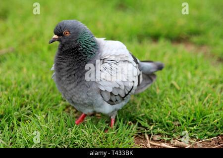 Tauben (columbidae), stehend auf einem Patch von grünem Gras im Frühling Stockfoto