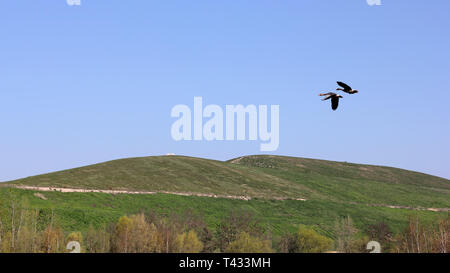 Zwei Graugänse fliegen Sie über den Arkenberge Hill in Berlin Stockfoto