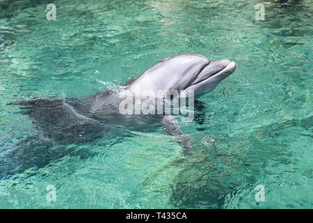 Delphin Schwimmen im Roten Meer Israel in der Nähe der Stadt Eilat Stockfoto