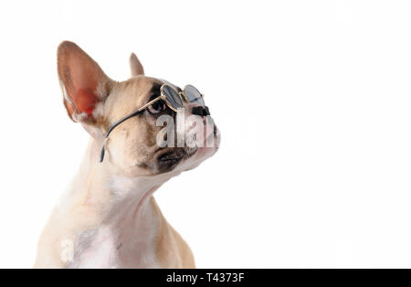 Süße französische Bulldogge tragen Sonnenbrille auf der rechten Seite auf weißem Hintergrund, pet im Sommer Konzept Stockfoto