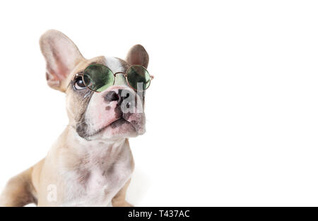 Französische Bulldogge tragen Sonnenbrille auf weißem Hintergrund, Sommer Konzept Stockfoto