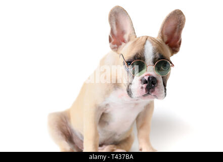 Süße französische Bulldogge tragen Sonnenbrillen und Zweifel auf weißem Hintergrund, Sommer Konzept Stockfoto