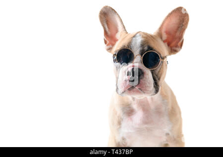 Süße französische Bulldogge tragen Sonnenbrille auf weißem Hintergrund, pet im Sommer Konzept Stockfoto
