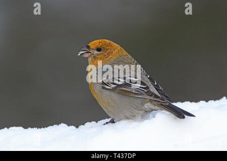 Weibliche Pine Grosbeak in Nordfinnland im Winter Stockfoto