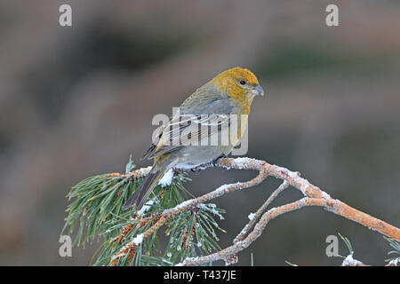 Weibliche Pine Grosbeak in Nordfinnland im Winter Stockfoto