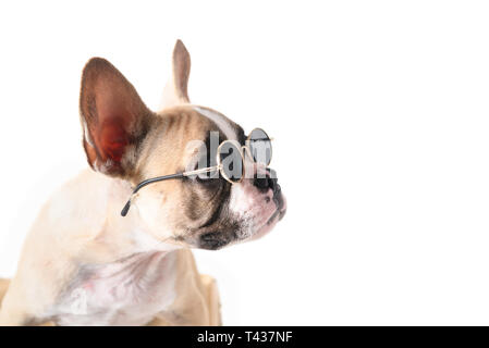 Süße französische Bulldogge tragen Sonnenbrille auf der rechten Seite auf weißem Hintergrund, pet im Sommer Konzept Stockfoto