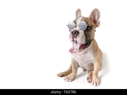 Süße französische Bulldogge tragen Sonnenbrille auf weißem Hintergrund, Sommer Konzept Stockfoto