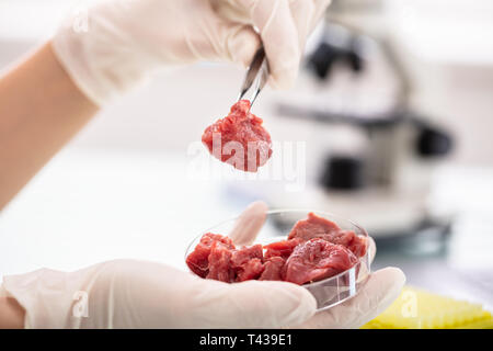 Close-up: Forscher untersuchen Fleisch Probe im Labor Stockfoto