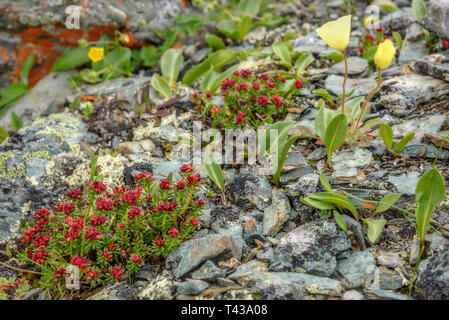 Schöne zarte Gelbe blumen Arktischer Mohn rot und exotischen Blumen von Rhodiola quadrifida wächst auf Steinen hoch in den Bergen Stockfoto