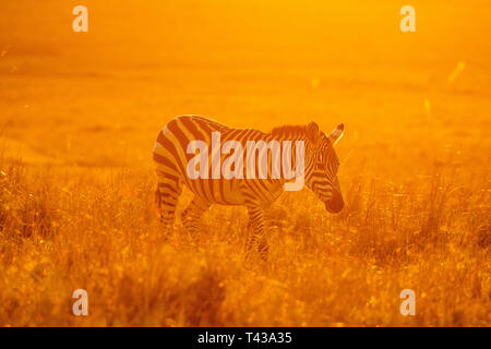 Zebras friedlich Wandern im Golden magische Licht bei Sonnenaufgang in der Mara triangle Stockfoto