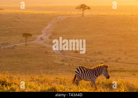 Zebras friedlich Wandern im Golden magische Licht bei Sonnenaufgang in der Mara triangle Stockfoto