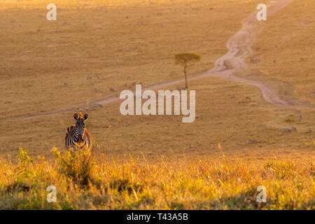 Zebras friedlich Wandern im Golden magische Licht bei Sonnenaufgang in der Mara triangle Stockfoto