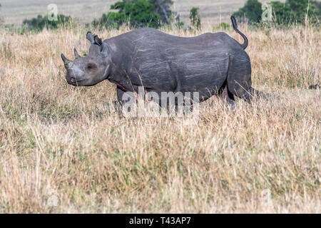Big Rhino Fütterung Gras auf einer ziemlich Morgen in Masai Mara National Reserve Stockfoto