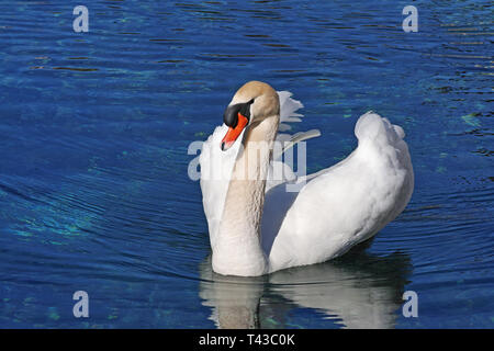 Elegante Haltung eines männlichen von Mute swan in Wasser Stockfoto