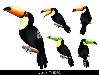 Toucan 3D realistische Vektor Mesh Set tropische Tier mit unterschiedlichen Posen in isolierten weißen Hintergrund. Vector Illustration Stock Vektor