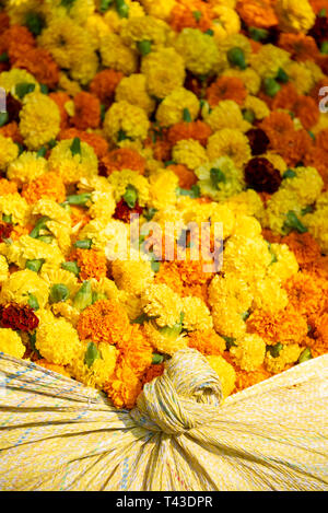 Vertikale Nahaufnahme von Ringelblume Girlanden an Mullik Ghat Blumenmarkt in Kalkutta aka Kalkutta, Indien. Stockfoto