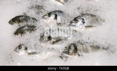 Frische sparus Fisch auf Eis top anzeigen. Viele Fische auf Eis verkaufen Konzept. Stockfoto