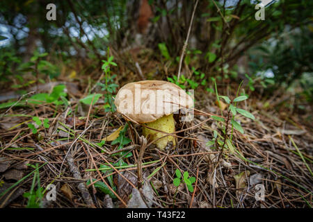 Gelber Pilz unter Pine Tree trockene Blätter ausgeblendet Stockfoto