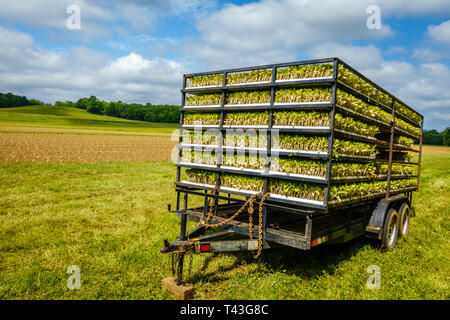 Anhänger mit Tabak Sprossen bereit für Pflanzen Stockfoto