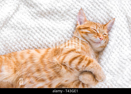 Ginger cat entspannende ang Schlafen auf weiche, weiße Decke, gemütliche Home Konzept, niedliche rote oder Ingwer kleine Katze. Stockfoto