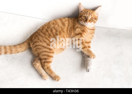 Kranken Katze mit Bandagierten Bein. Ingwer süße Katze mit gebrochenen Bein am weißen Stock. Stockfoto