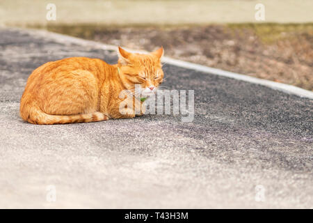 Rote Katze mit Kragen liegen auf dem Bürgersteig mit geschlossenen Augen Stockfoto