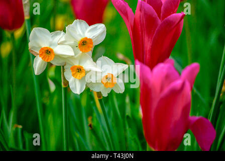 Blühenden Narzissen und Tulpen in einer Blume. Stockfoto