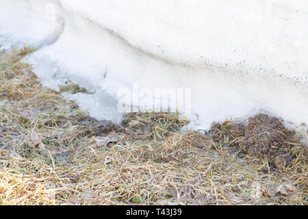 Der frühe Frühling Schnee schmilzt außerhalb der Stadt bei schönem Wetter Stockfoto