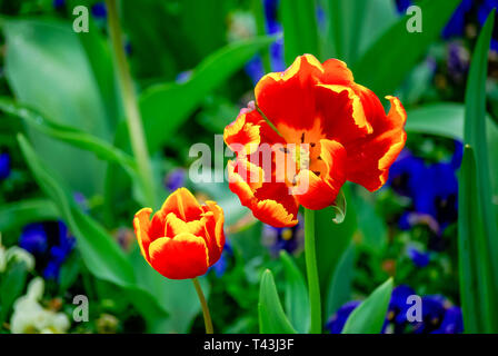 Zwei rot-orange Tulpen in einer Blume. Stockfoto