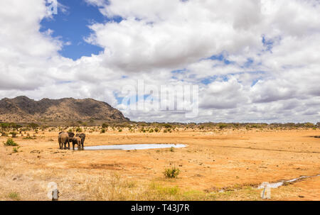 Herde von afrikanischen Elefanten auf Savannah Plains in Tsavo East Park, Kenia Stockfoto