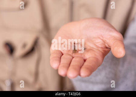 Fischer, Fliegenfischen Haken in der hand Palm. Stockfoto