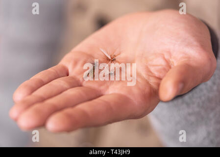 Fischer, Fliegenfischen Haken in der hand Palm. Stockfoto