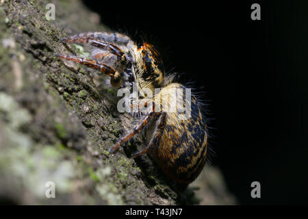 Große haarige Spinne sitzt auf Stamm Baum vor einem schwarzen Hintergrund Stockfoto