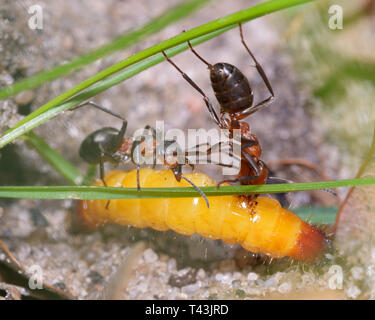 Rote Waldameise Formica Rufa, die gelbe Raupe frisst Stockfoto