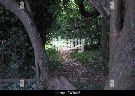 Pfad in den Wald an Castletown House Irland Stockfoto