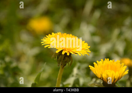 Gelber Löwenzahn Blumen im Fokus vor grünem Hintergrund, Feder Thema mit gelben Löwenzahn Blumen Hintergrund auch genannt Taraxacum officinale Stockfoto