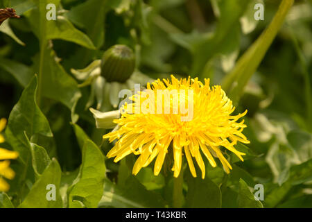 Leuchtend gelb leuchtenden Löwenzahn auf der grünen Wiese, Feder Thema mit gelben Löwenzahn Blumen Hintergrund auch genannt Taraxacum officinale in der Blüte im Stockfoto