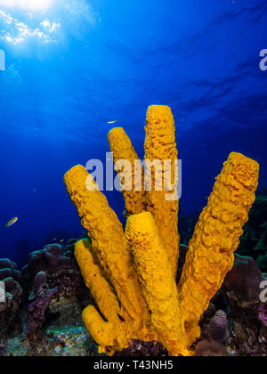 Rohr Schwamm - Los Roques Venezuela Stockfoto