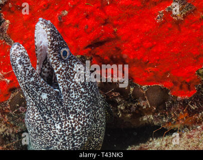 Morena Moteada (Gymnothorax moringa) Moray beschmutzt Stockfoto