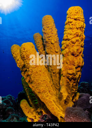 Rohr Schwamm - Los Roques Venezuela Stockfoto